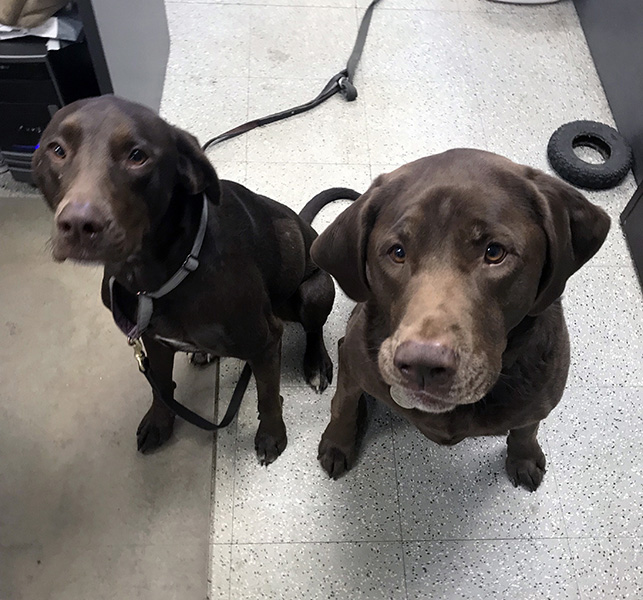 Two Sider Lumber Dogs
